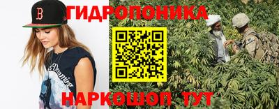 шишки Гай